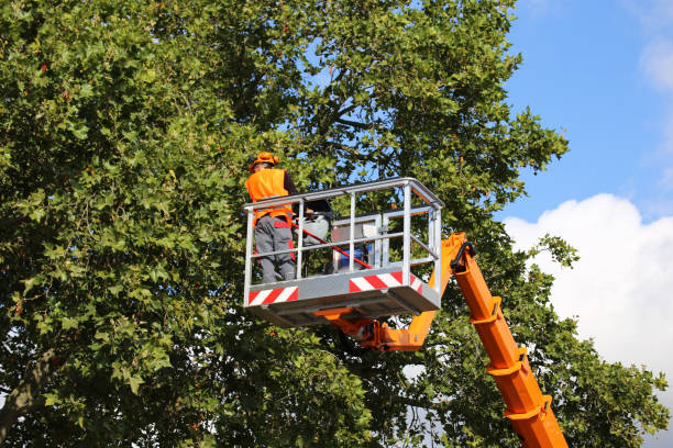 How Our Tree Care Process Works  in  South Monrovia Island, CA